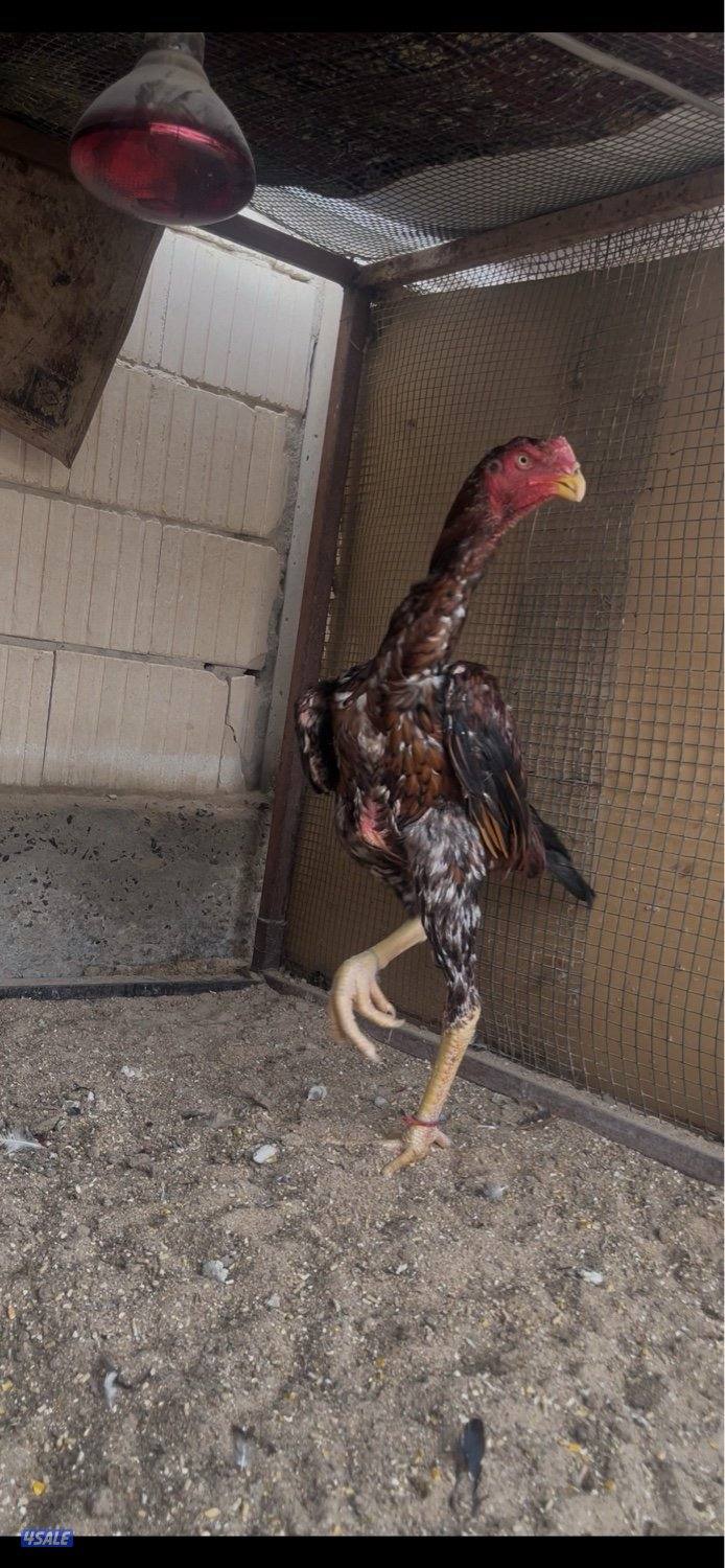 للبيع مجموعتين هنود ديجين ودجاجتين1