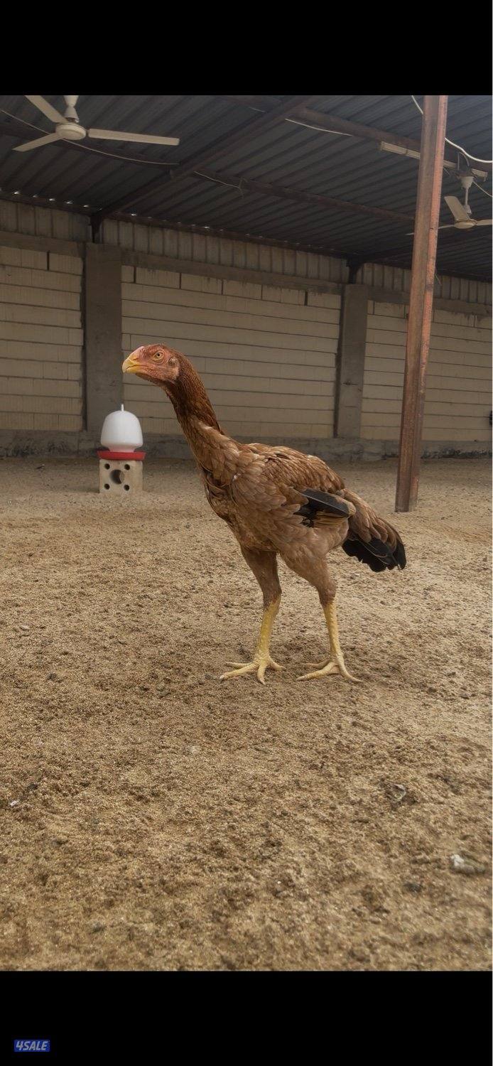 للبيع مجموعتين هنود ديجين ودجاجتين3