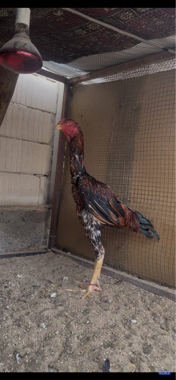 للبيع مجموعتين هنود ديجين ودجاجتين2