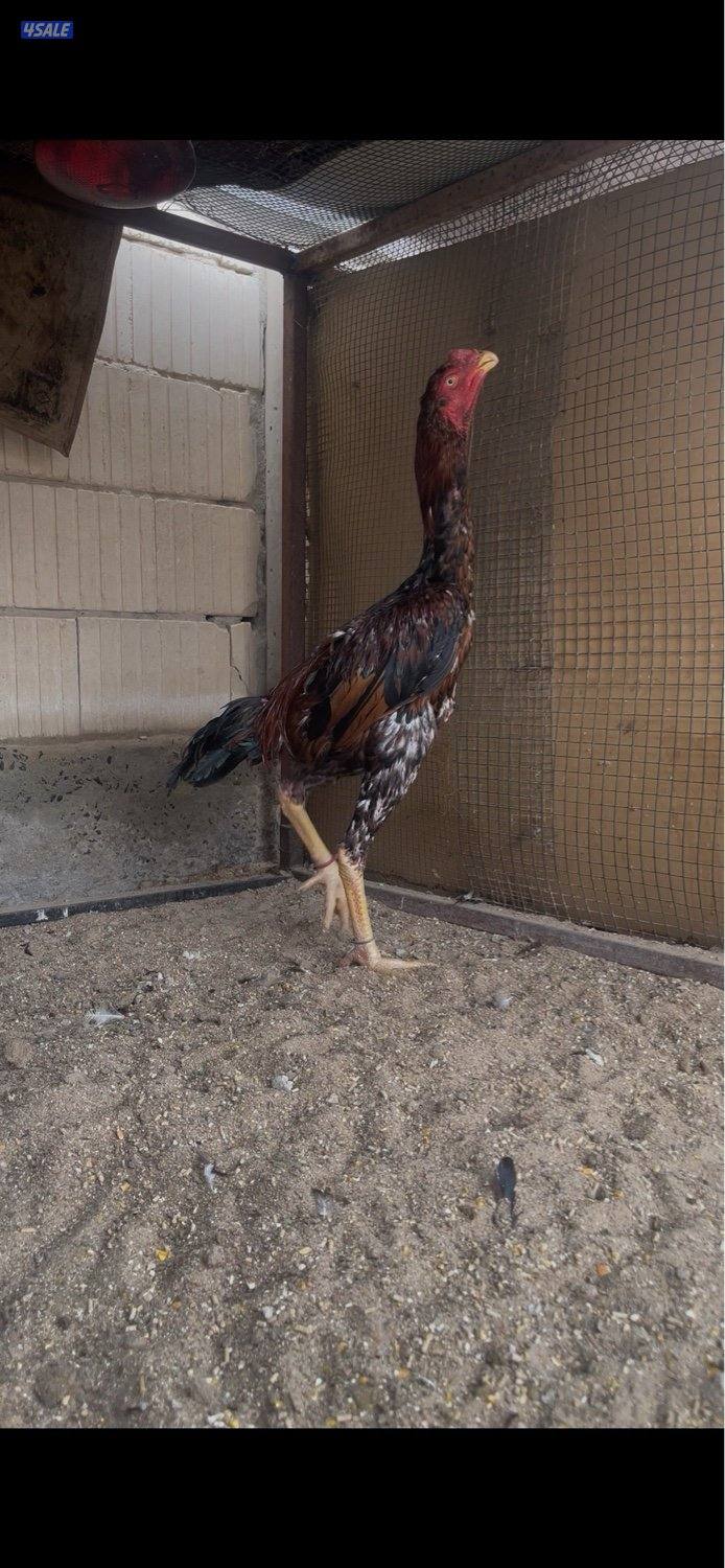 للبيع مجموعتين هنود ديجين ودجاجتين4