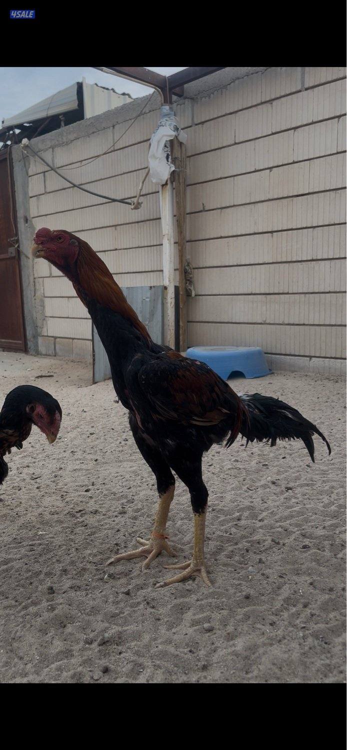 للبيع مجموعتين هنود ديجين ودجاجتين5