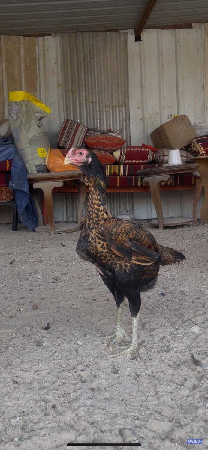 للبيع مجموعتين هنود ديجين ودجاجتين6