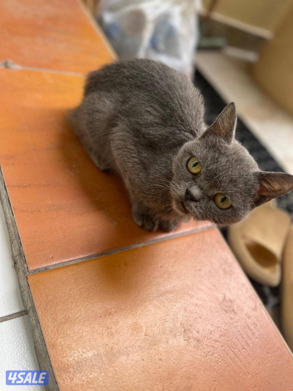 قطوه للتبني0