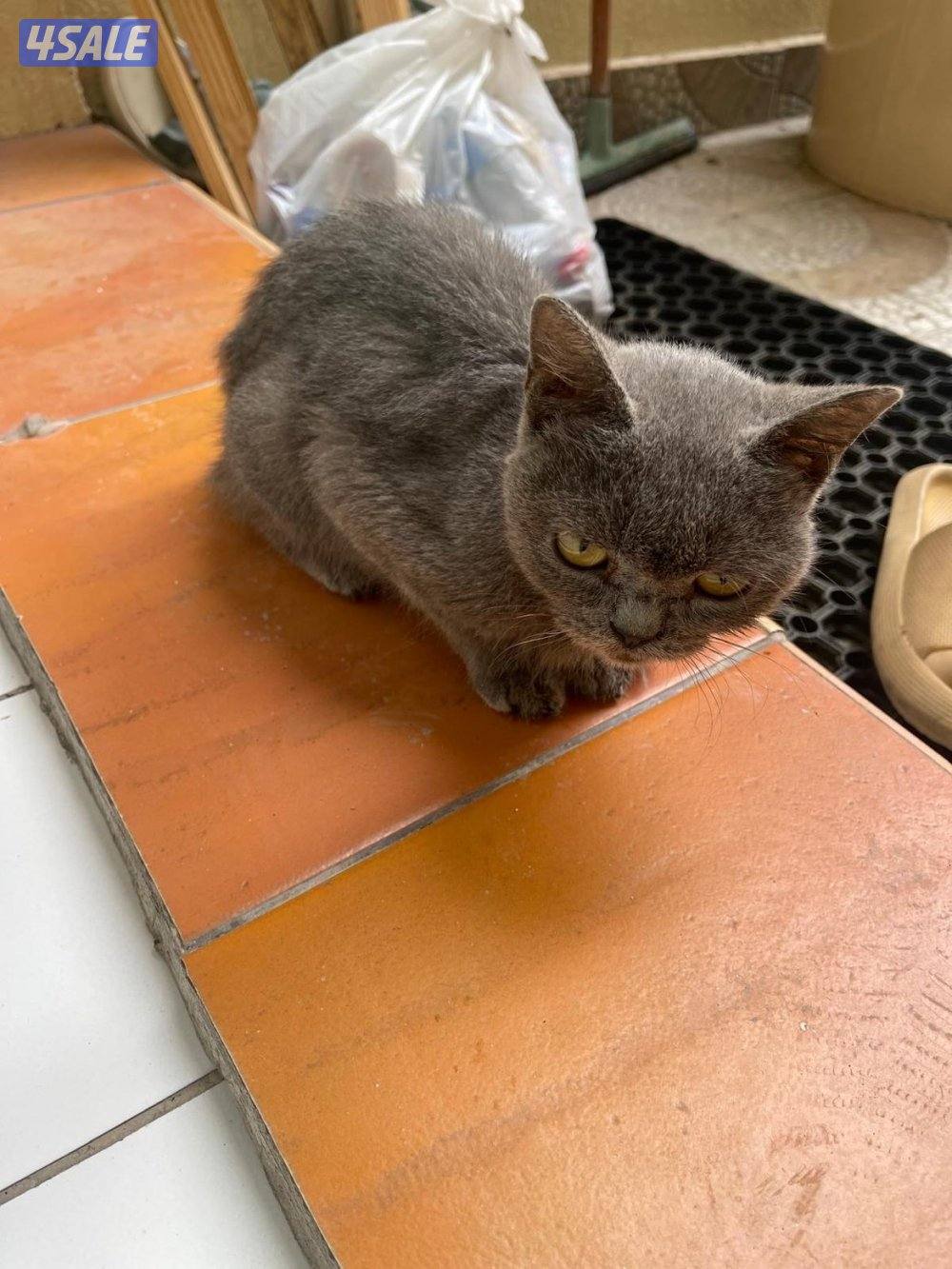 قطوه للتبني1