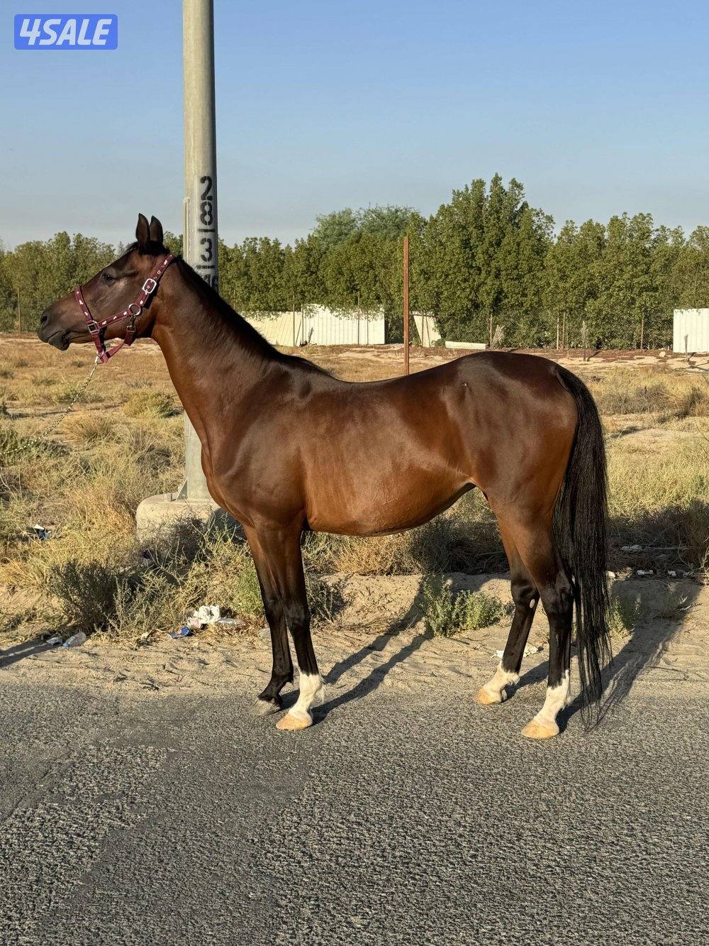 فرس فرنسية لقاح ثقيل0