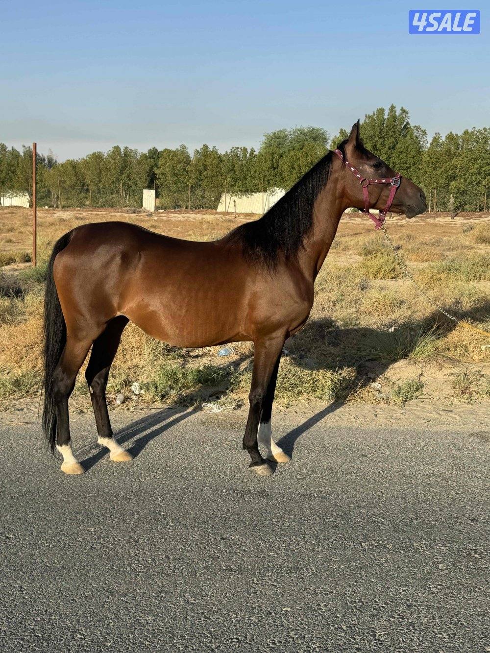 فرس فرنسية لقاح ثقيل1