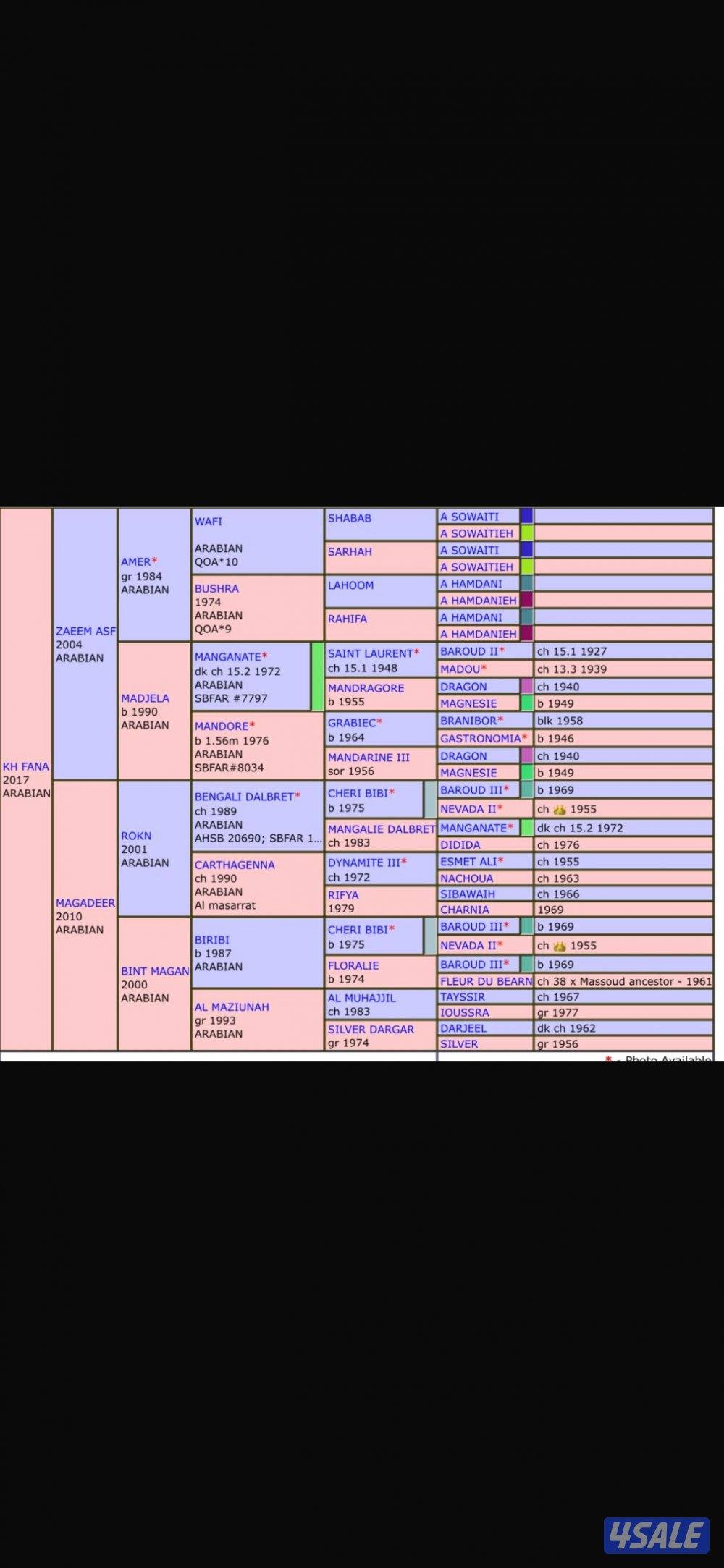 فرس فرنسية لقاح ثقيل2