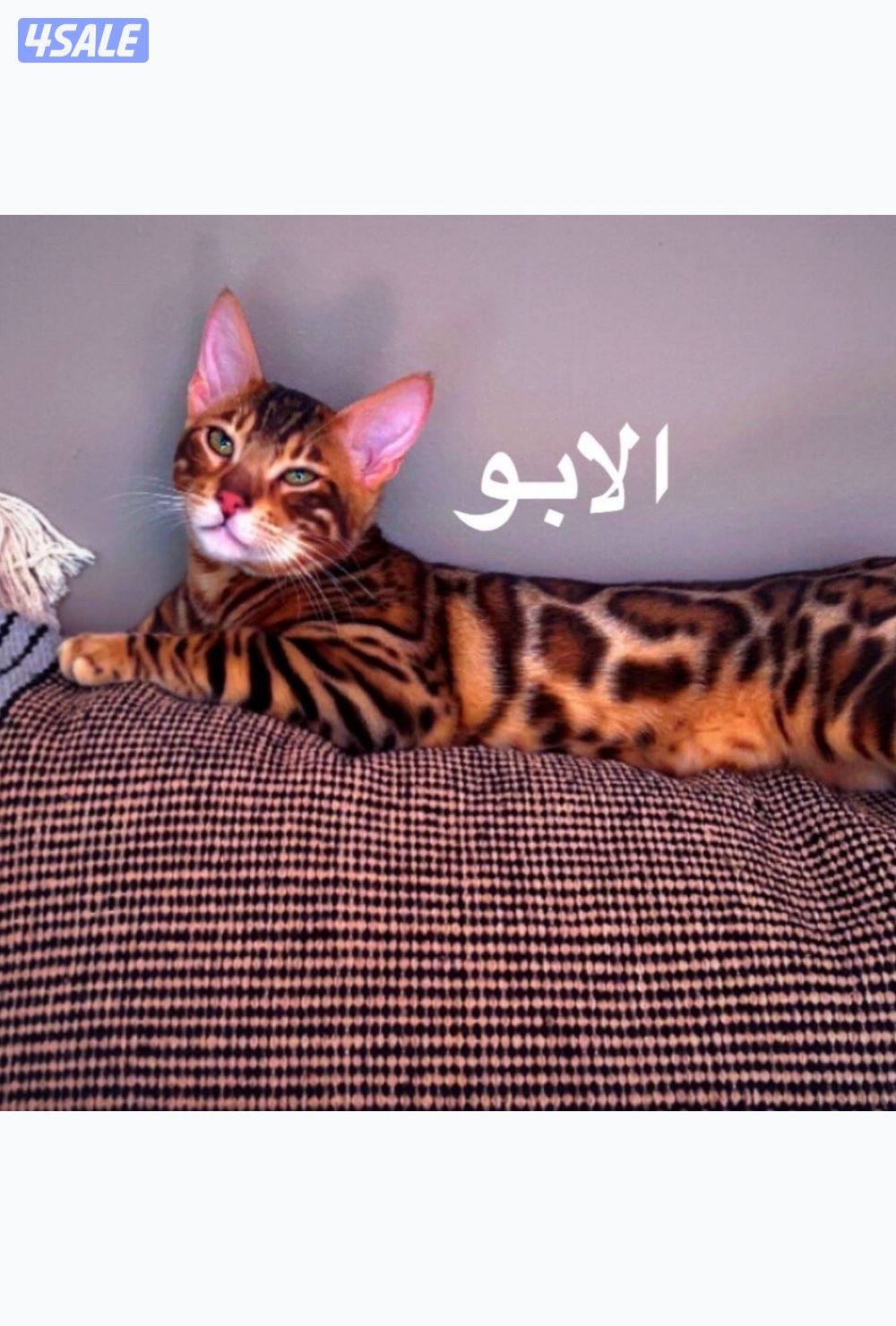 للبيع كتن بنغال0