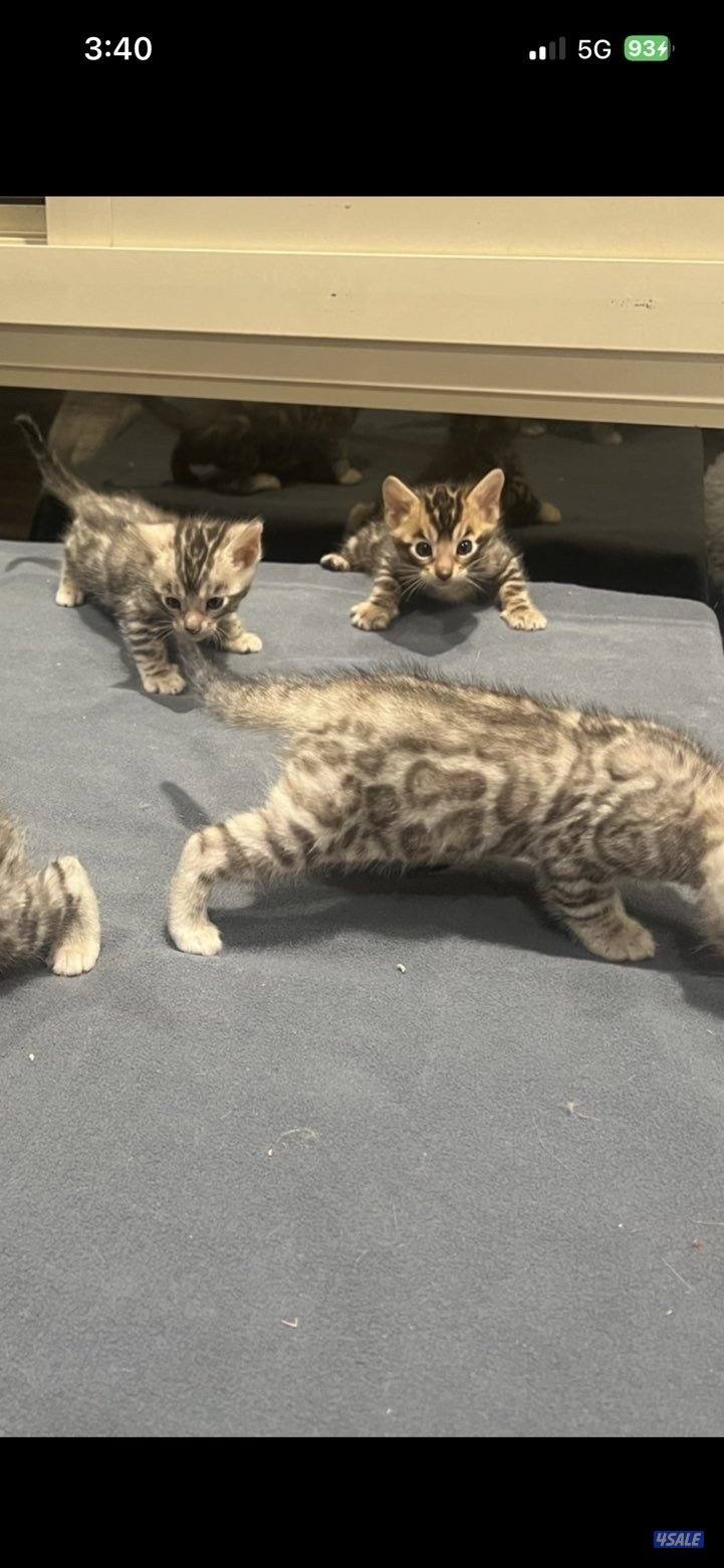 للبيع كتن بنغال2