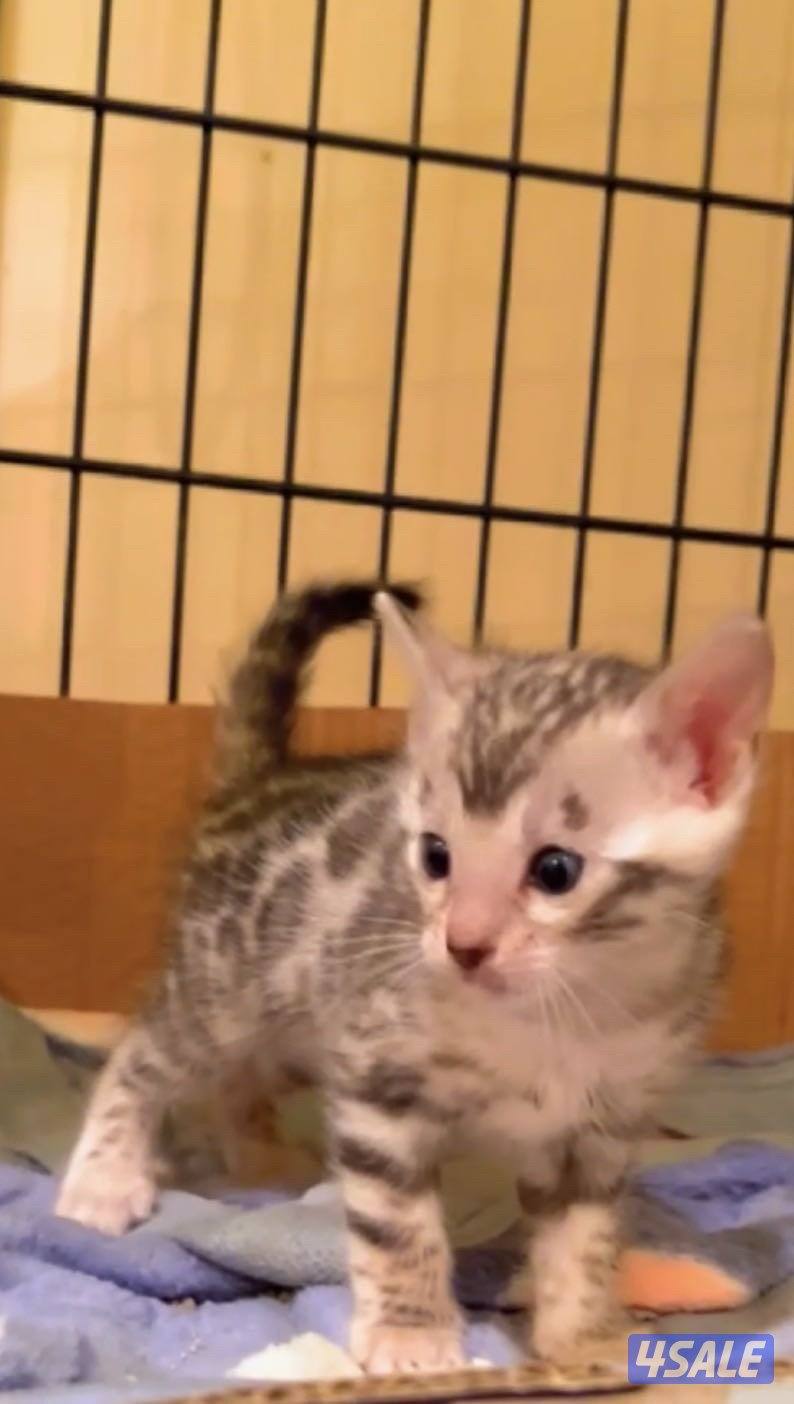 للبيع كتن بنغال3