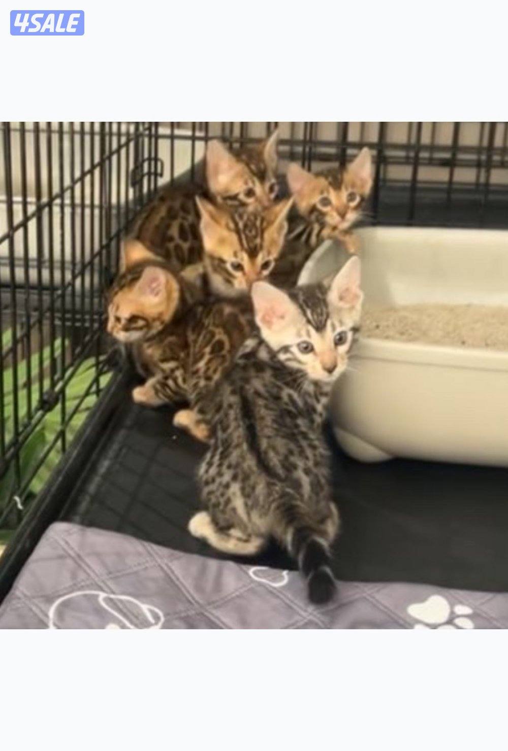 للبيع كتن بنغال4