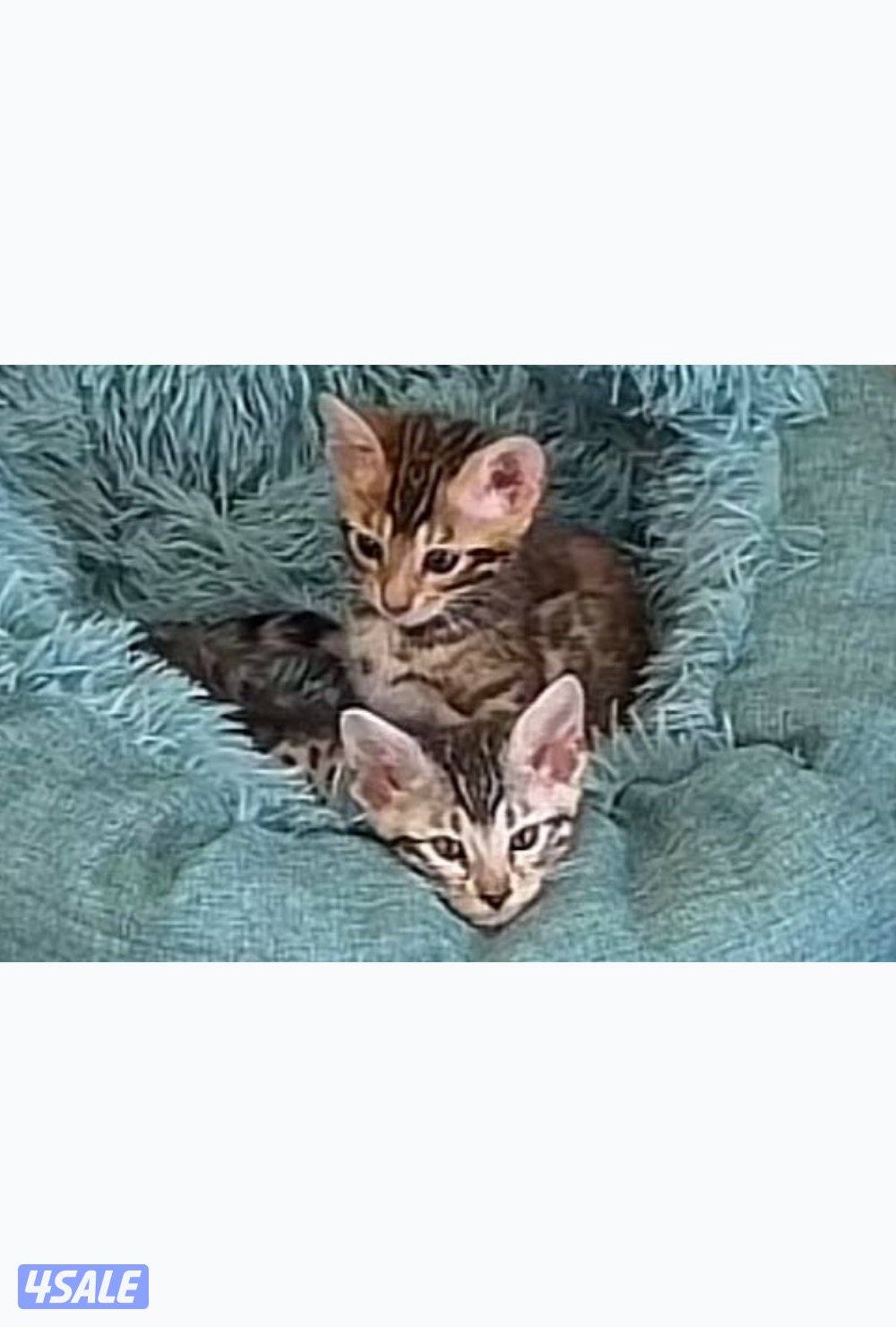 للبيع كتن بنغال5