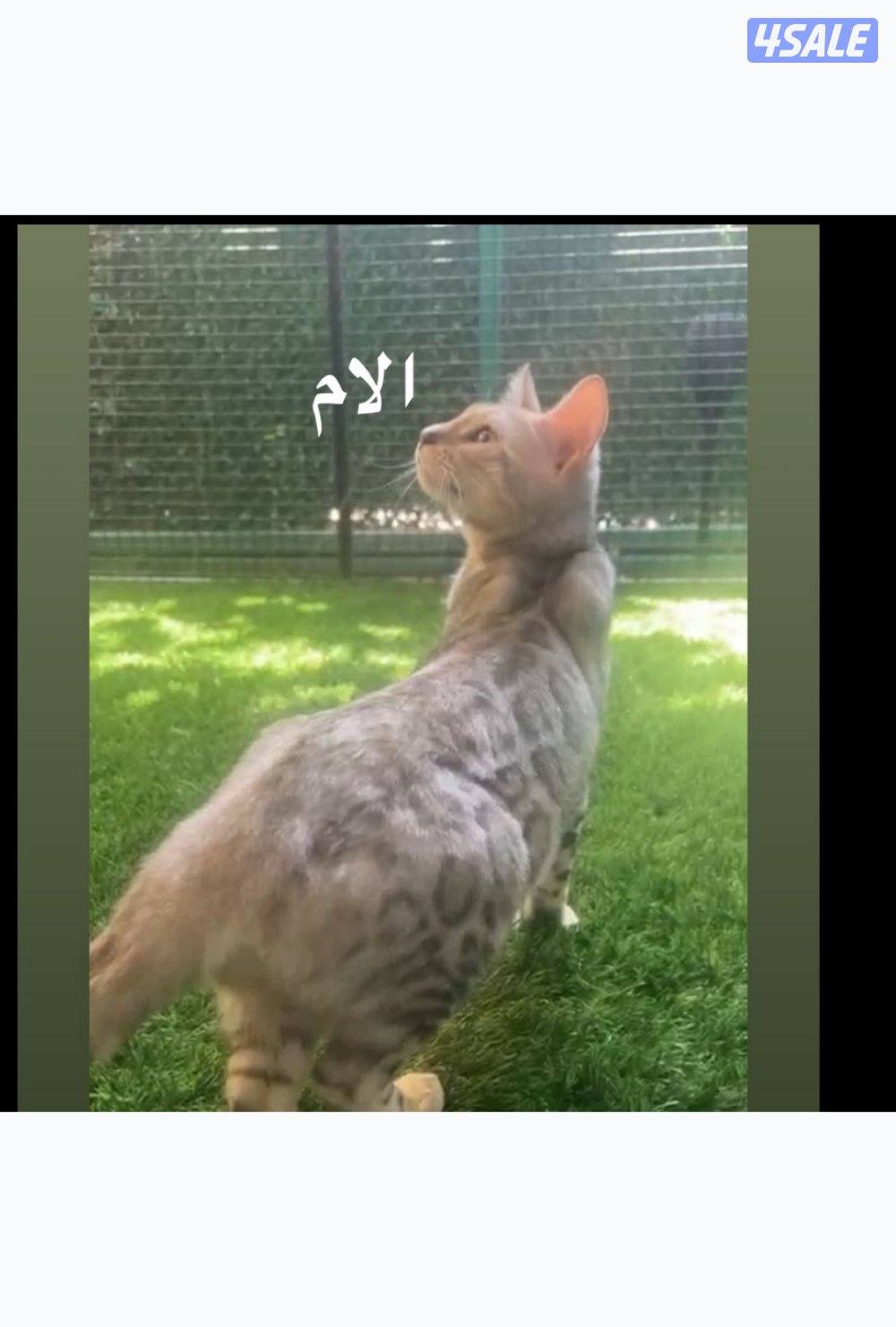 للبيع كتن بنغال1