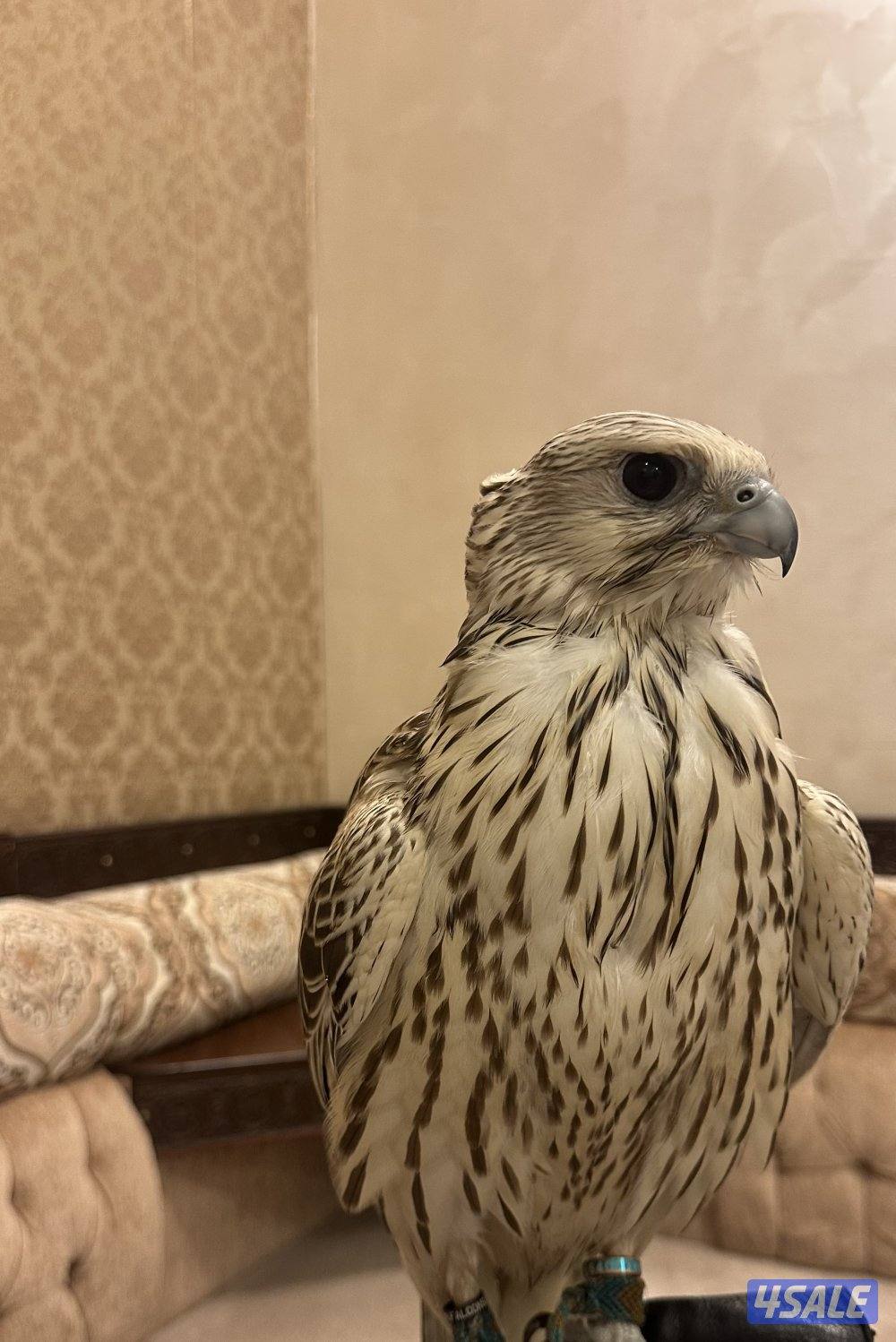 للبيع جير حر0