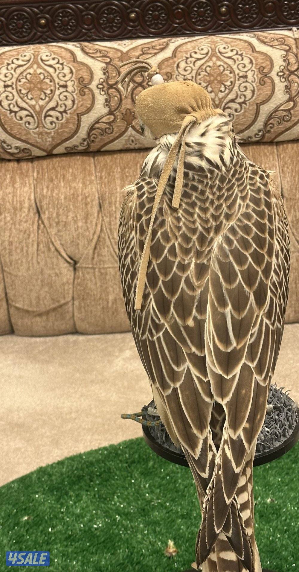 للبيع جير حر1