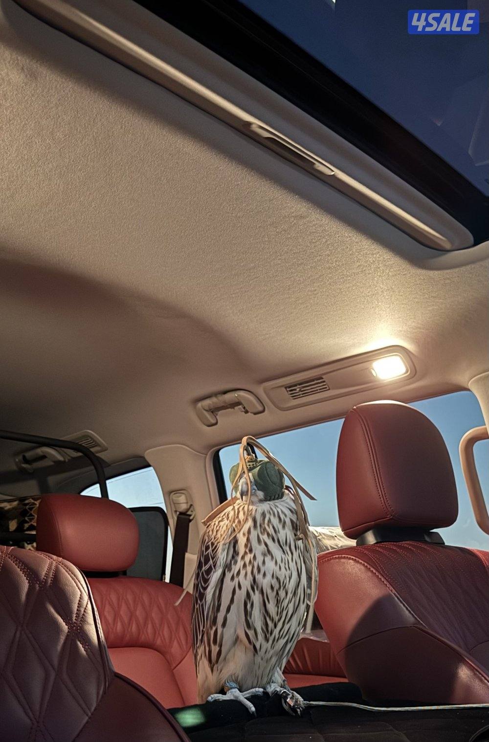 للبيع جير حر2