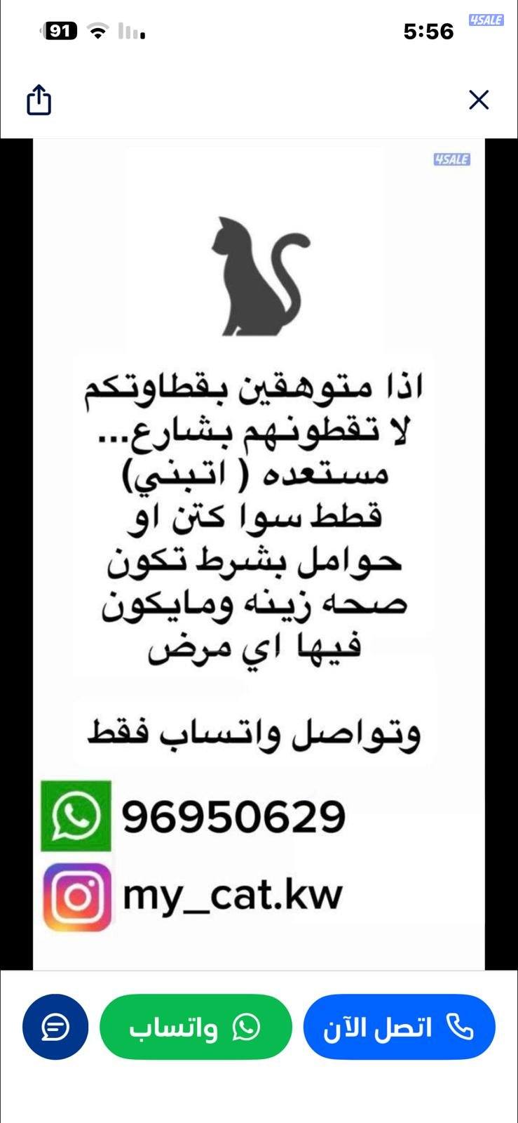 قطط للتبني0