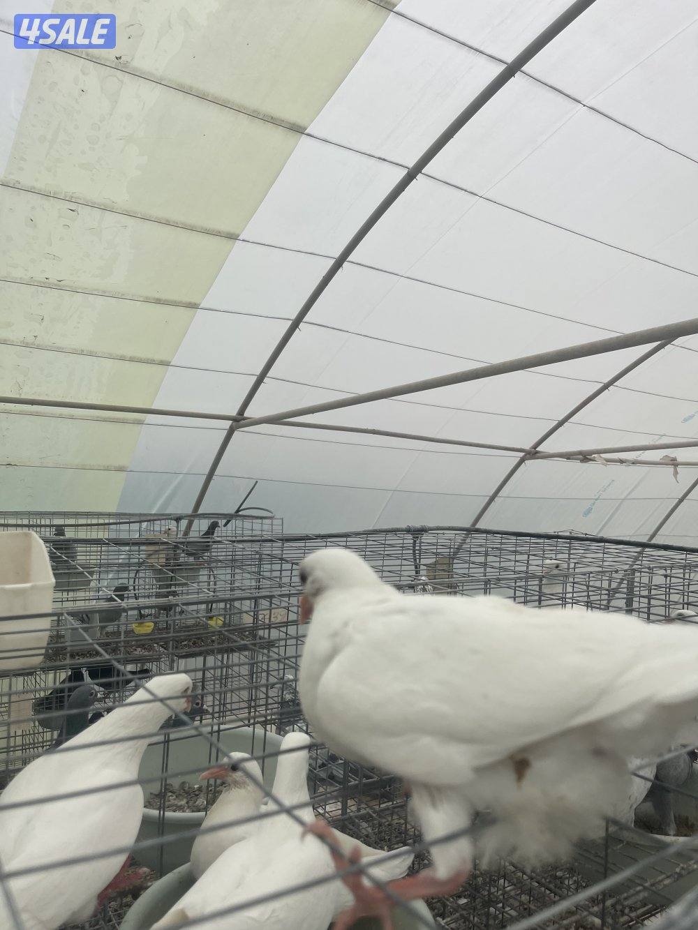 مشروع حمام لاحم وزاجل0