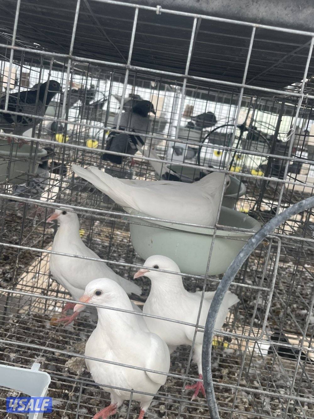 مشروع حمام لاحم وزاجل1