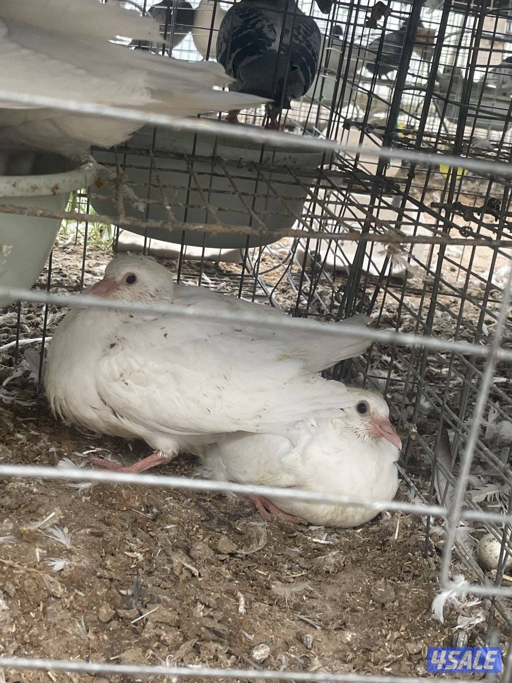 مشروع حمام لاحم وزاجل2