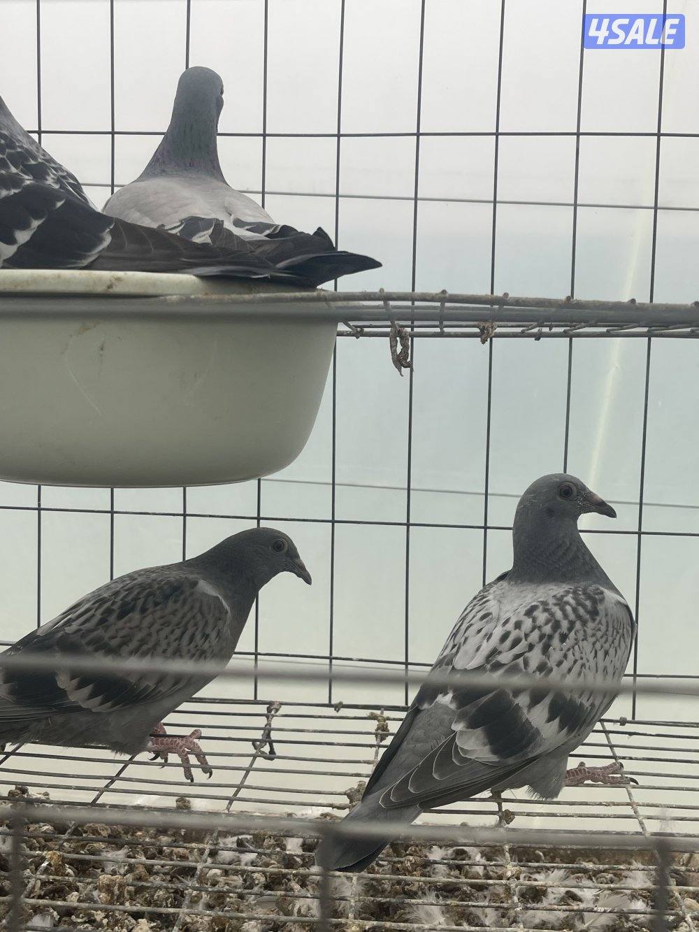 مشروع حمام لاحم وزاجل3