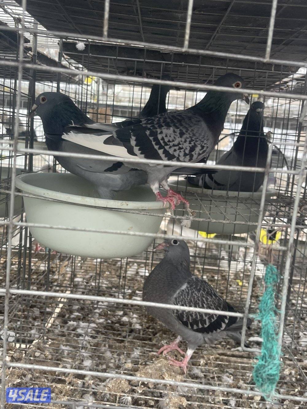 مشروع حمام لاحم وزاجل4