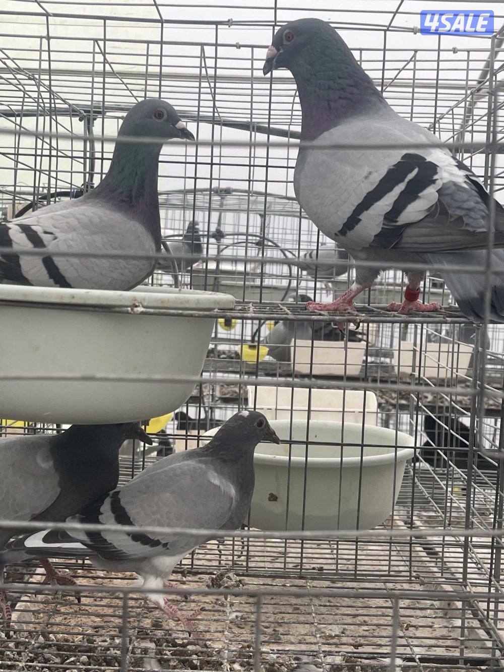 مشروع حمام لاحم وزاجل5