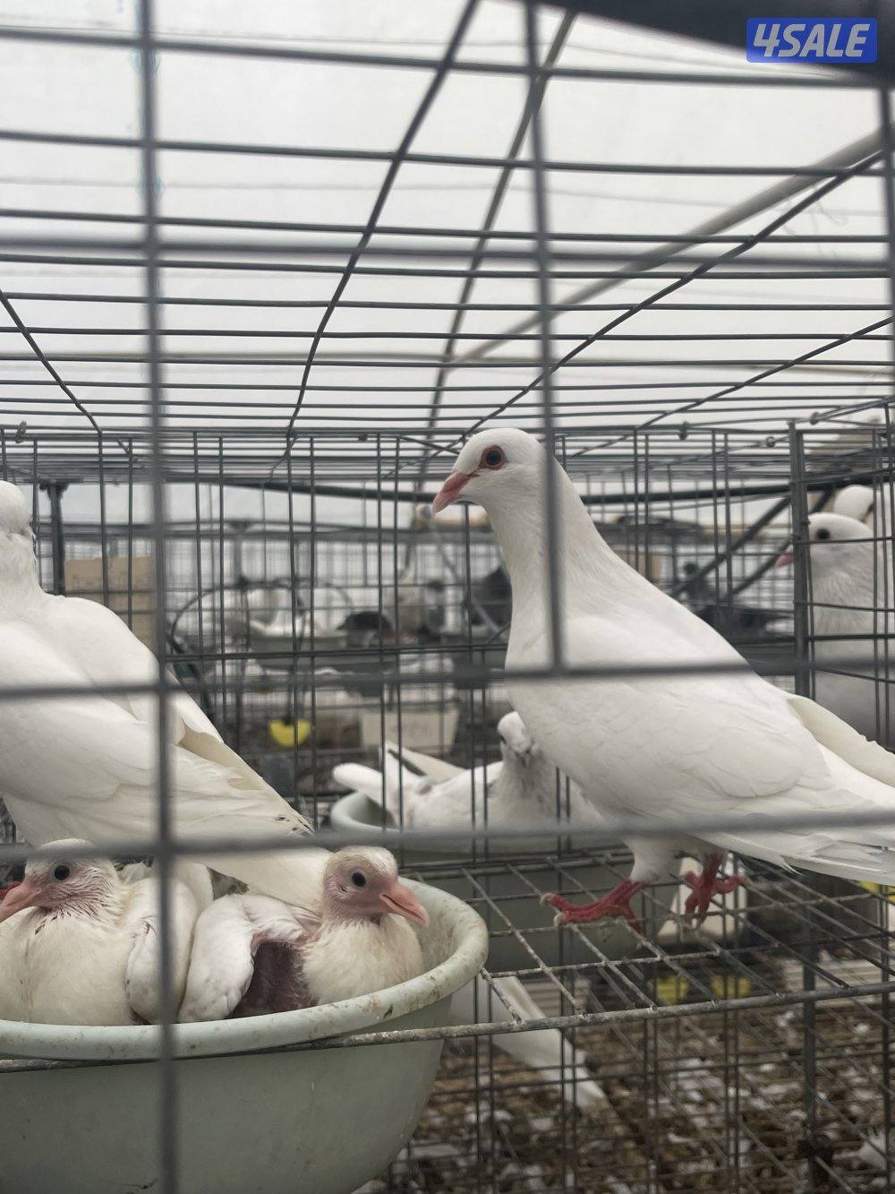 مشروع حمام لاحم وزاجل6