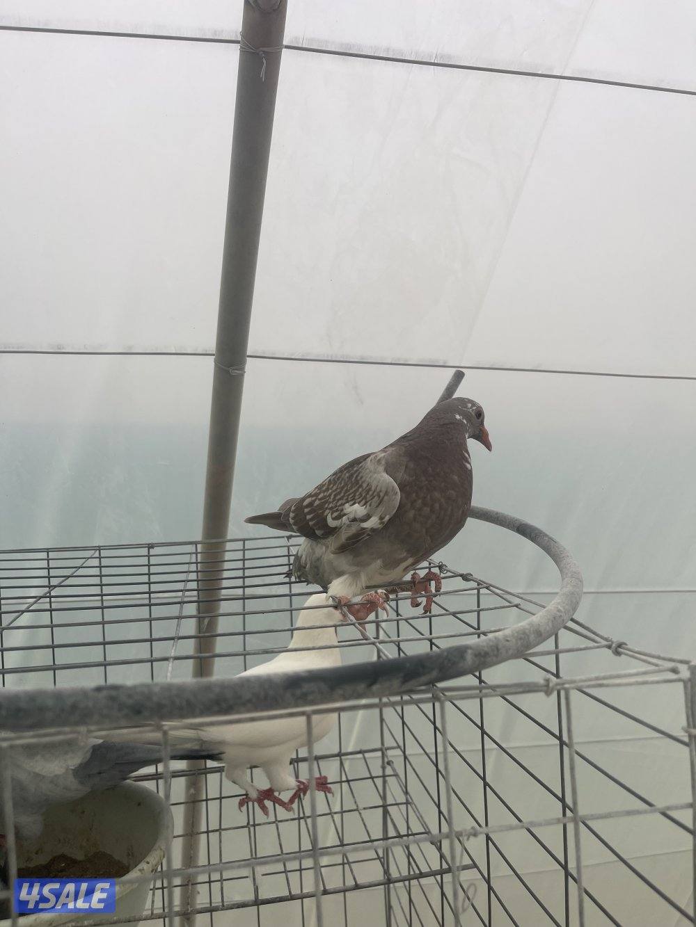 مشروع حمام لاحم وزاجل7