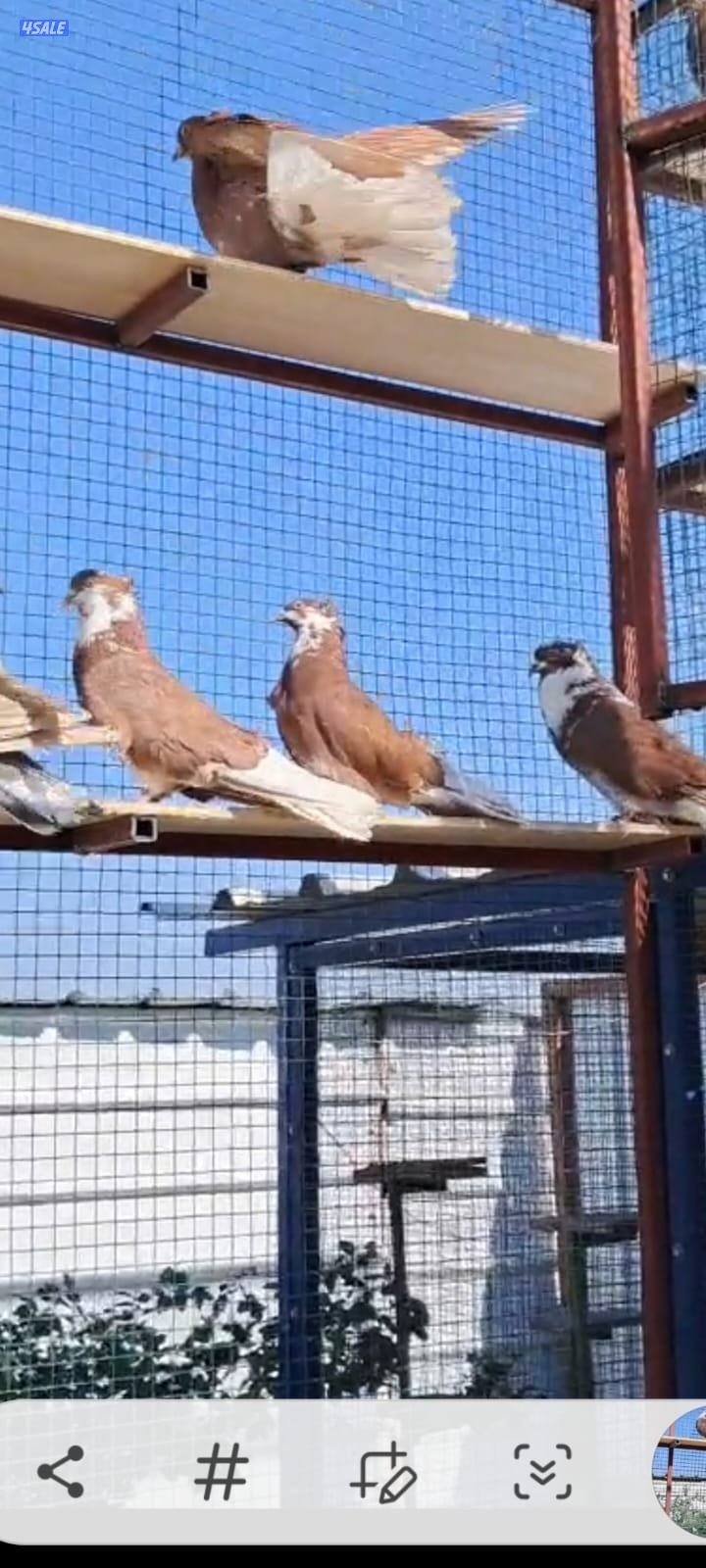 للبيع سكايكتر اوكراني بيور0