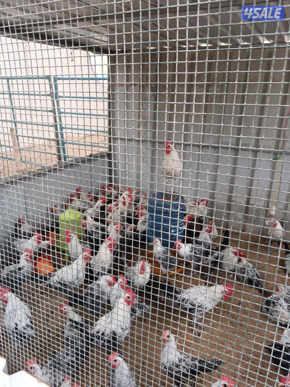 ديوك فيومي1