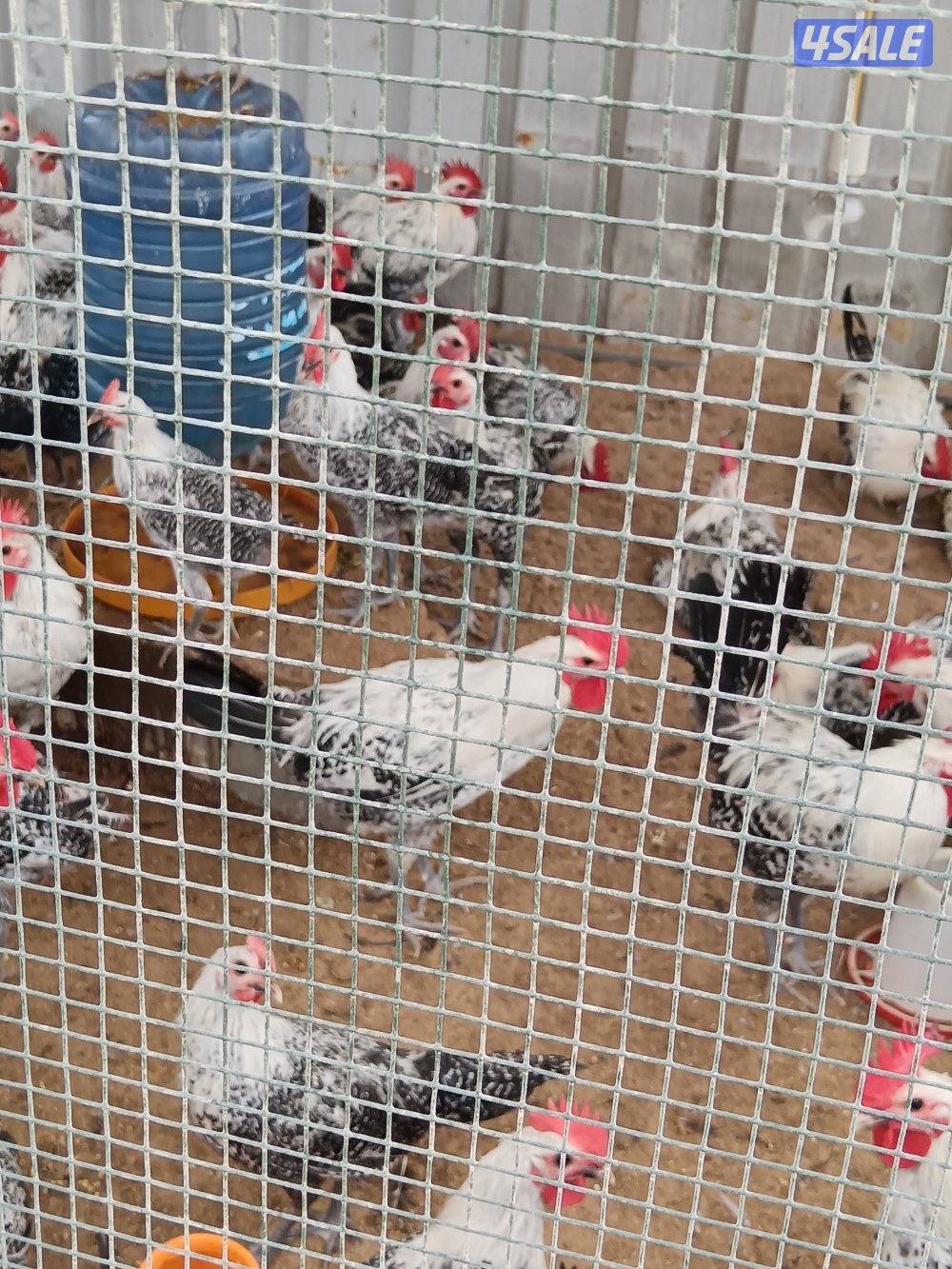 ديوك فيومي2