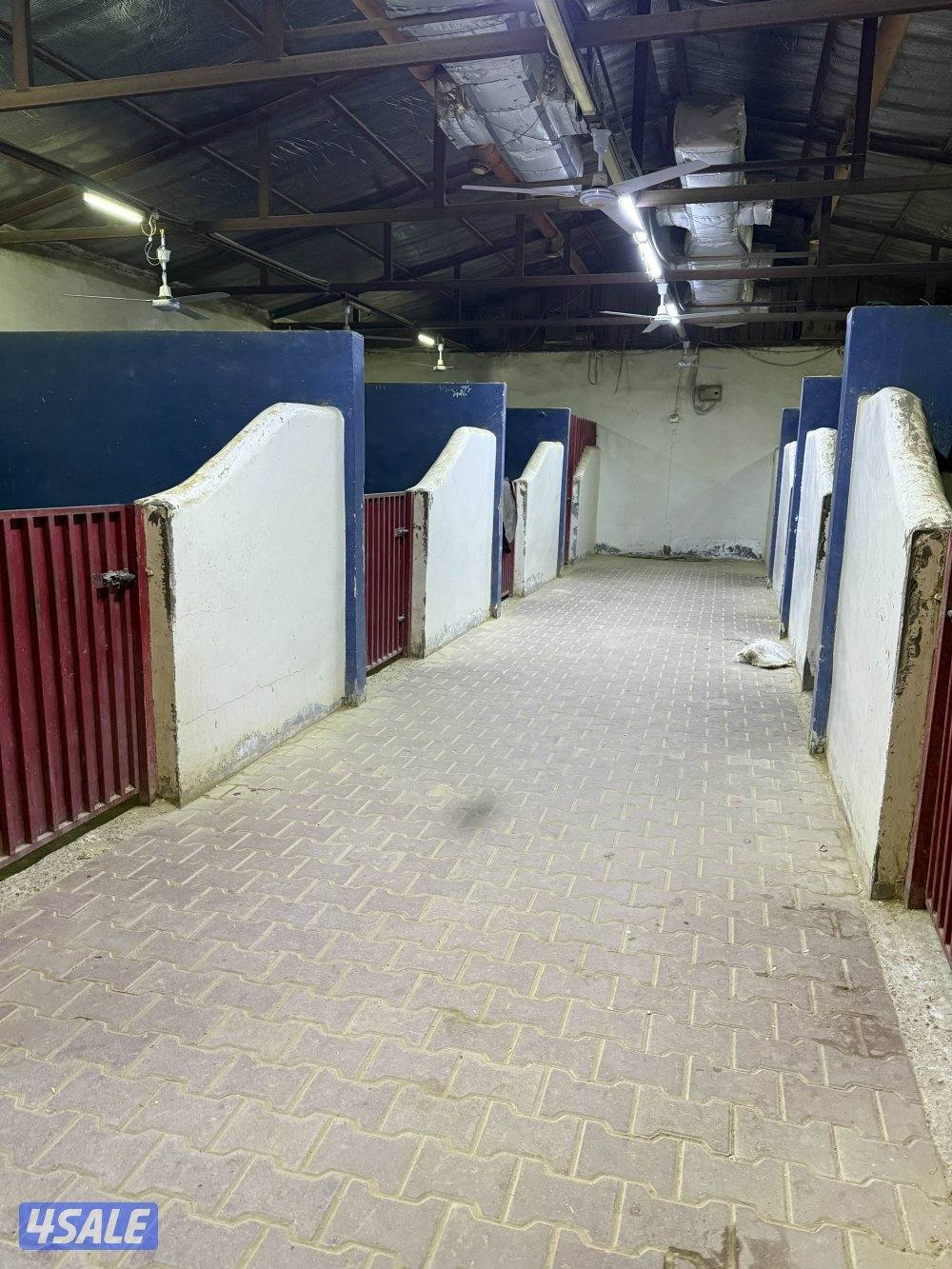 مربط للافراس ومهرات0