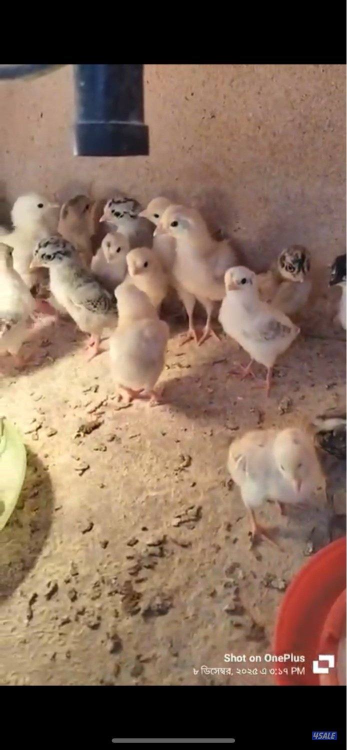 للبيع صوص عربي قديم العدد 1000