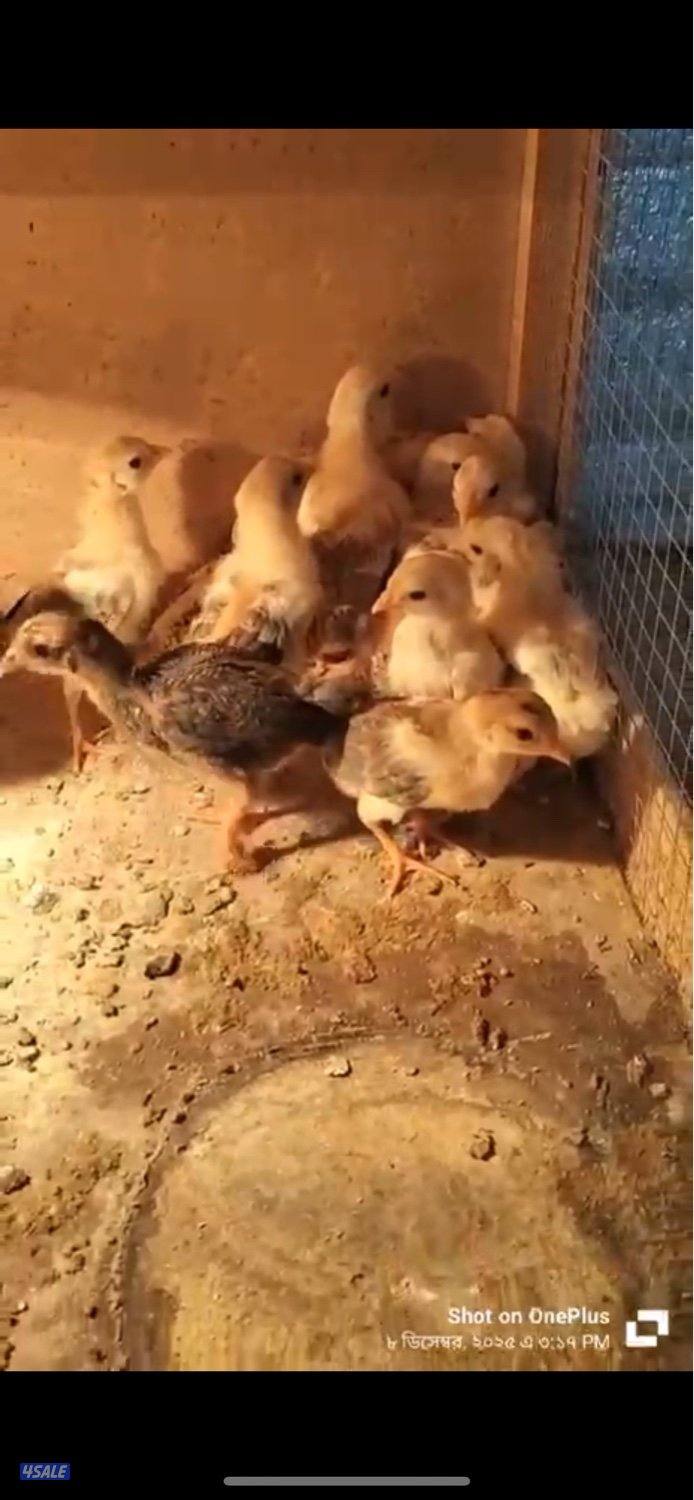 للبيع صوص عربي قديم العدد 1002