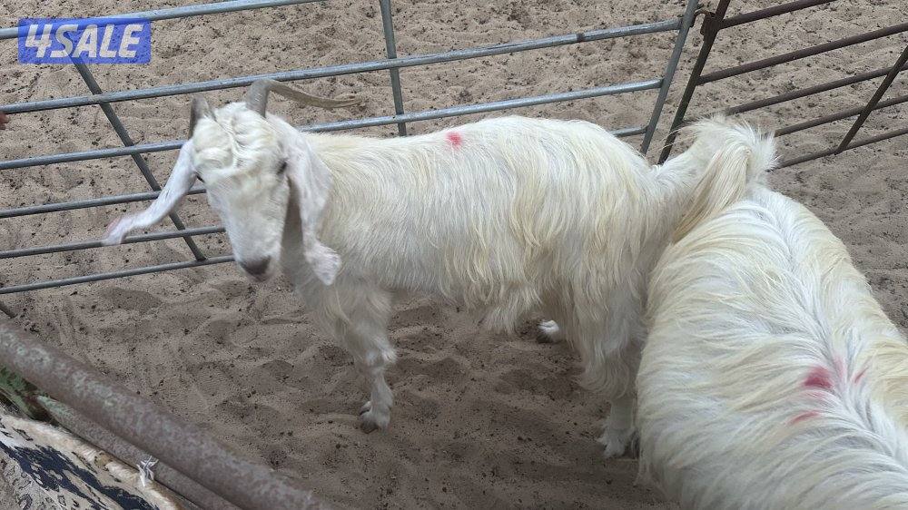 للبيع عدد ٤ معزا عوارض بيض في مزارع الوفره طريق ٥٠٠0