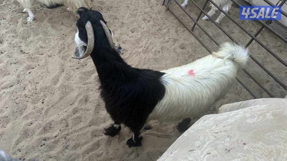 للبيع عدد ٤ معزا عوارض بيض في مزارع الوفره طريق ٥٠٠1