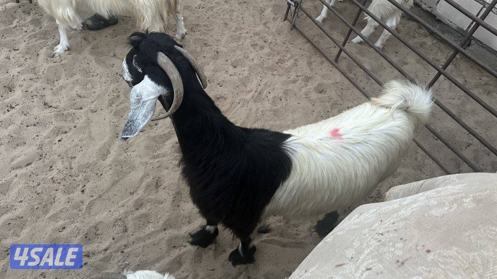 للبيع عدد ٤ معزا عوارض بيض في مزارع الوفره طريق ٥٠٠2