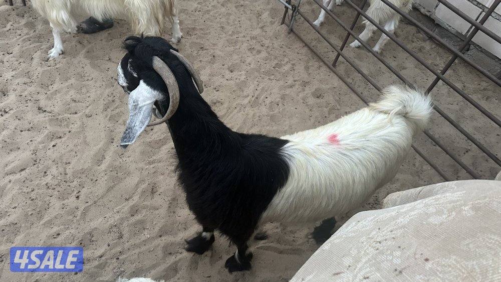 للبيع عدد ٤ معزا عوارض بيض في مزارع الوفره طريق ٥٠٠3