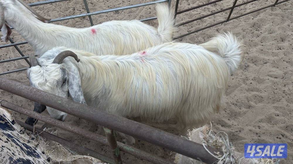 للبيع عدد ٤ معزا عوارض بيض في مزارع الوفره طريق ٥٠٠4