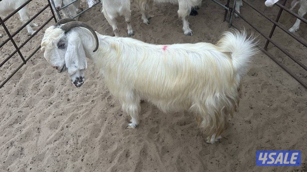 للبيع عدد ٤ معزا عوارض بيض في مزارع الوفره طريق ٥٠٠5