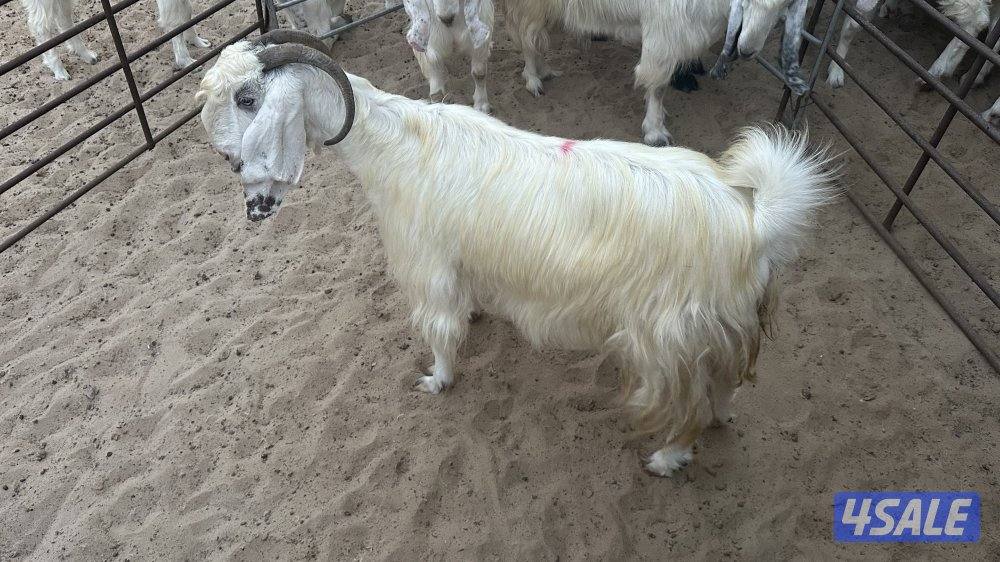 للبيع عدد ٤ معزا عوارض بيض في مزارع الوفره طريق ٥٠٠6