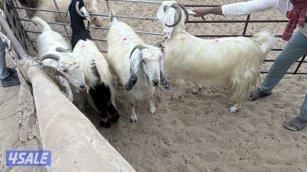 للبيع عدد ٤ معزا عوارض بيض في مزارع الوفره طريق ٥٠٠7