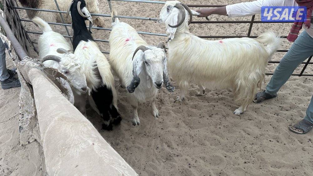 للبيع عدد ٤ معزا عوارض بيض في مزارع الوفره طريق ٥٠٠8