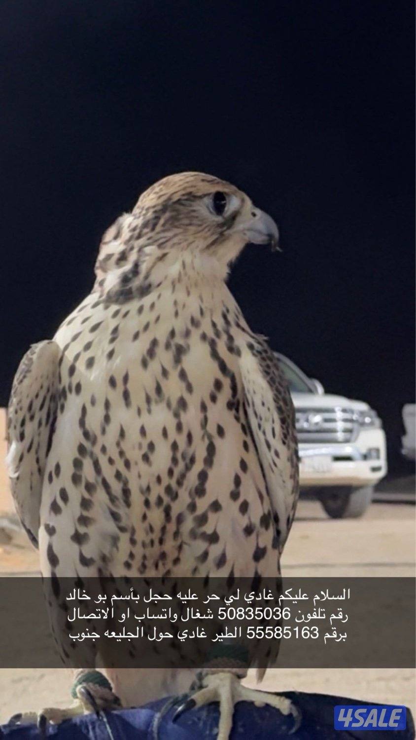 الطير غادي0