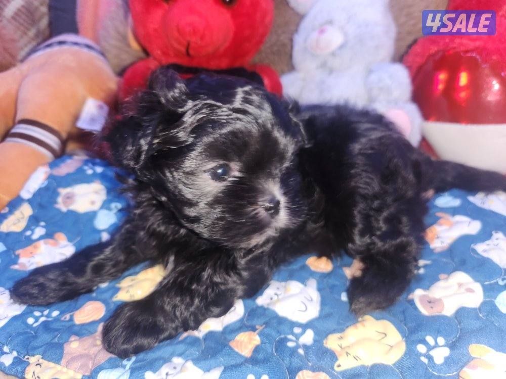 للبيع كلب نوع شيتودزو  يوجد انثى و ذكر. العمر شهر و نص سعر ٣٠٠0