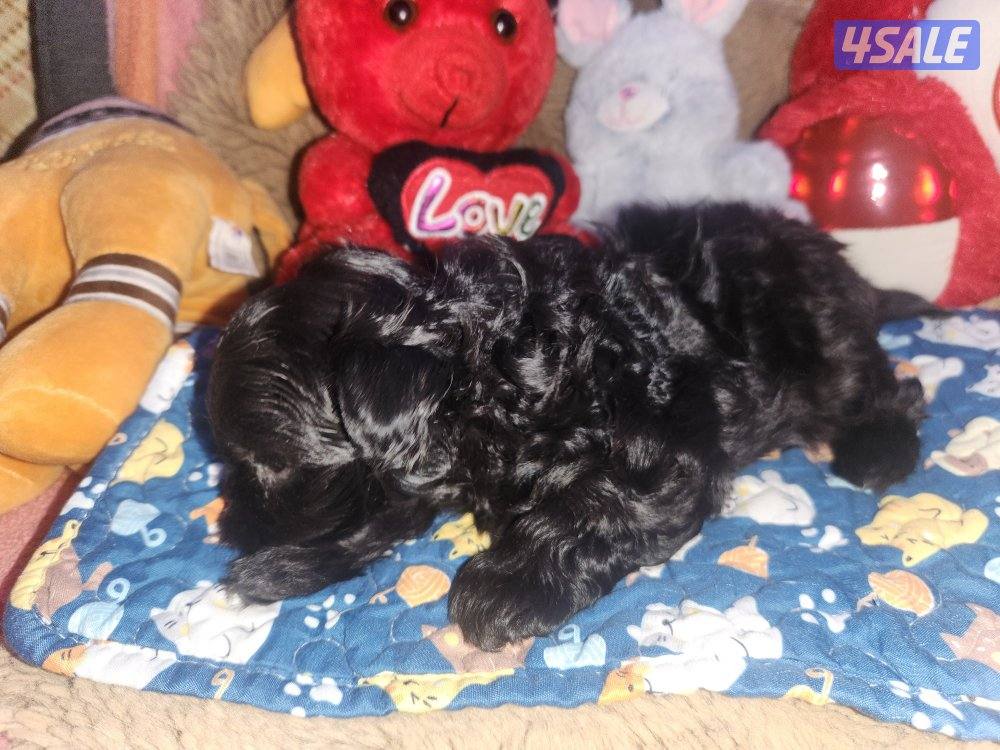 للبيع كلب نوع شيتودزو  يوجد انثى و ذكر. العمر شهر و نص سعر ٣٠٠3