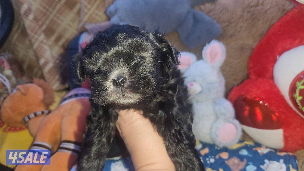 للبيع كلب نوع شيتودزو  يوجد انثى و ذكر. العمر شهر و نص سعر ٣٠٠2