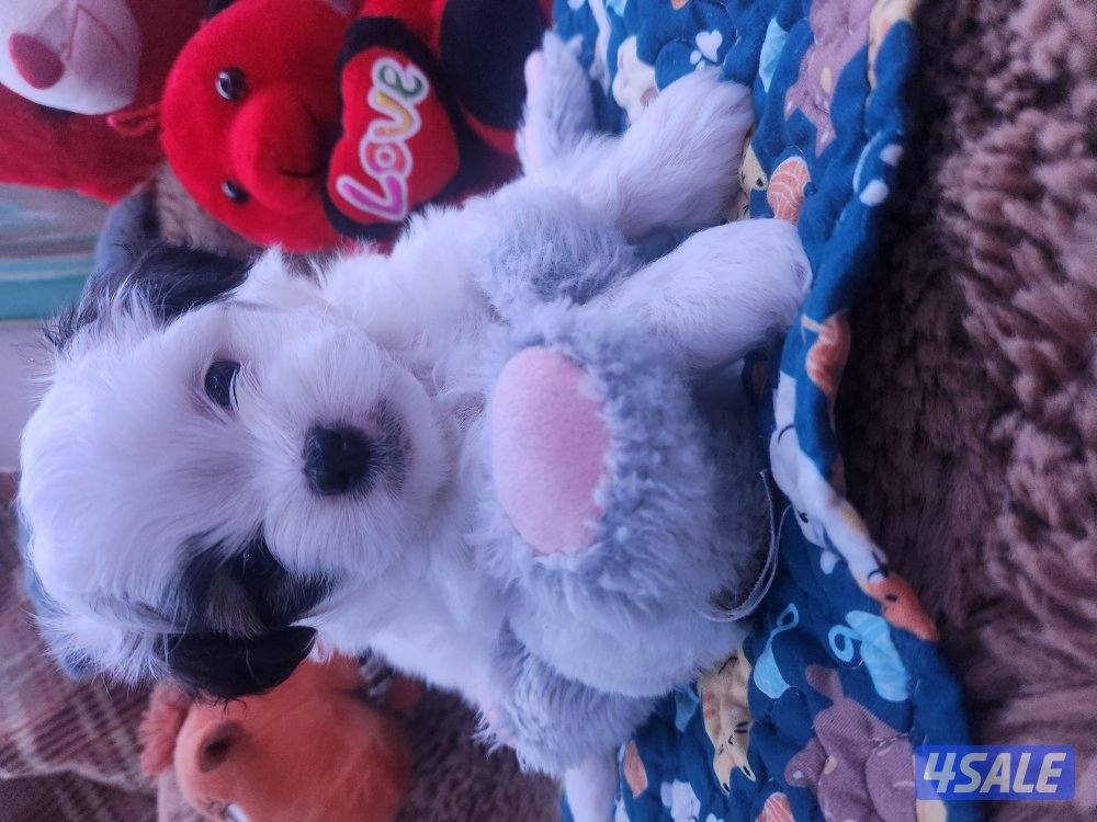 للبيع كلب نوع شيتودزو  يوجد انثى و ذكر. العمر شهر و نص سعر ٣٠٠4