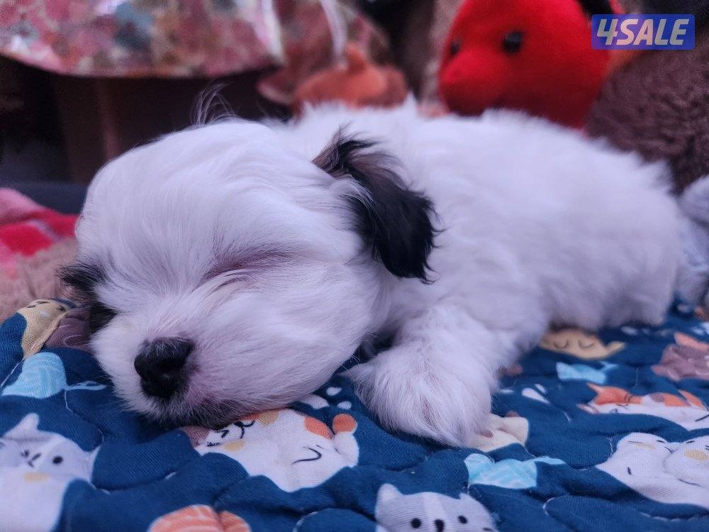 للبيع كلب نوع شيتودزو  يوجد انثى و ذكر. العمر شهر و نص سعر ٣٠٠5